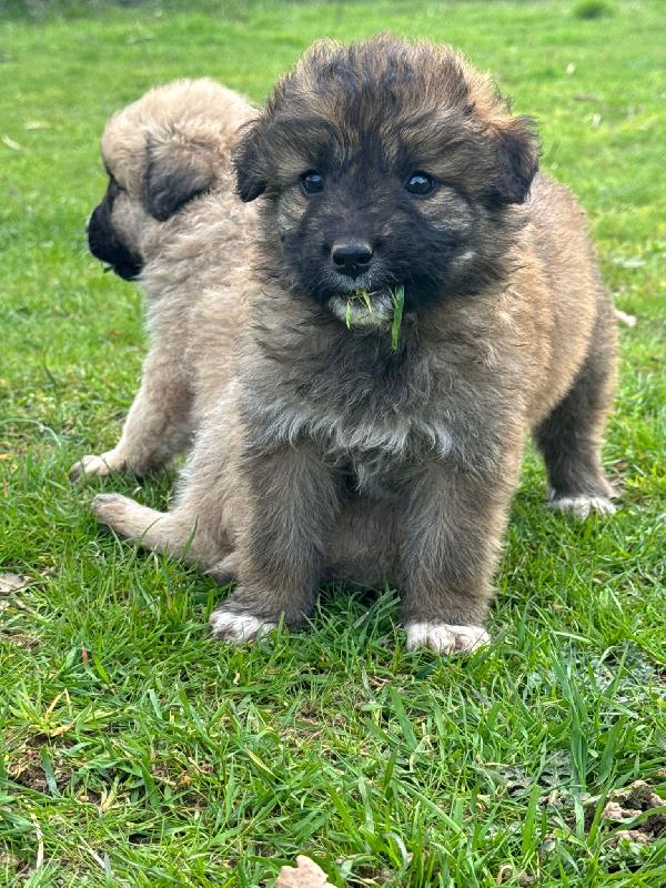 💖🐾 moka 🐾💖 dolce bellissima cucciola taglia media in adozione  Foto 10