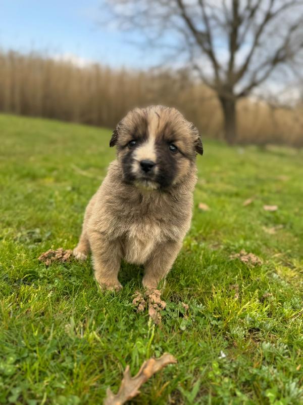 💙🐾 nocciolino 🐾💙 splendido dolce cucciolo taglia media in adozione  Foto 2