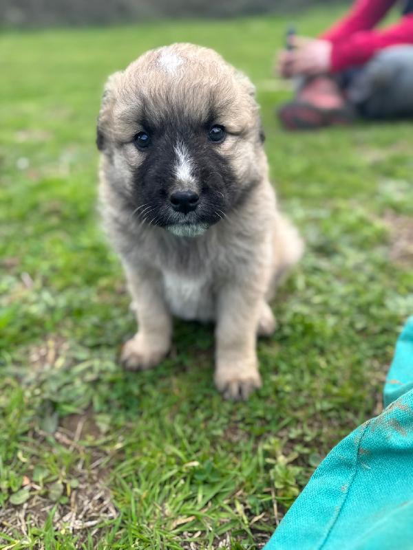 💙🐾 nocciolino 🐾💙 splendido dolce cucciolo taglia media in adozione  Foto 5