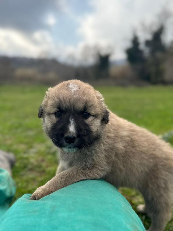 💙🐾 nocciolino 🐾💙 splendido dolce cucciolo taglia media in adozione  Foto 6