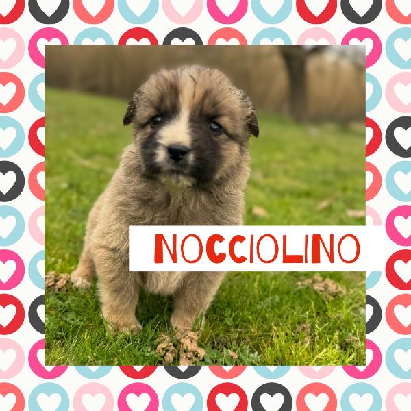 ✨🐾 Nocciolino 🐾✨ Meraviglioso Cucciolo Taglia Media In Adozione 