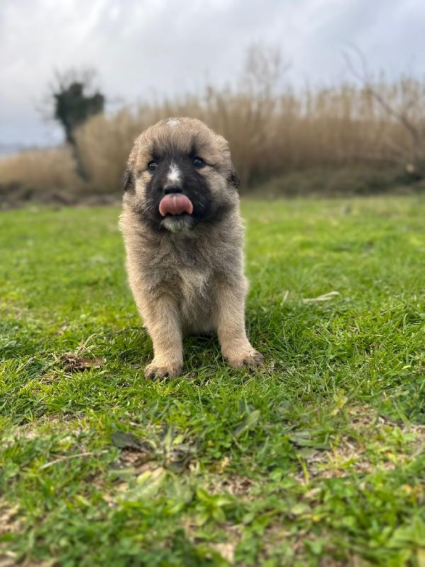 ✨🐾 nocciolino 🐾✨ meraviglioso cucciolo taglia media in adozione  Foto 3