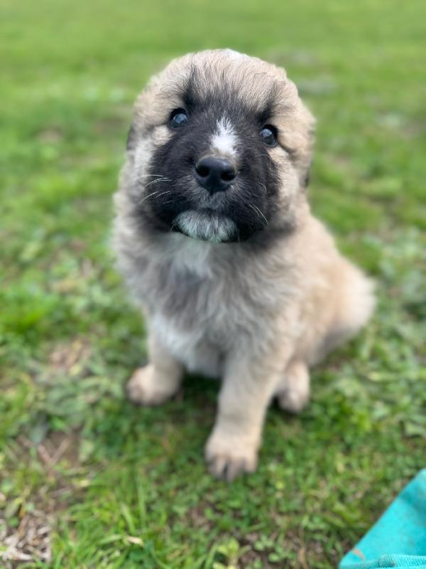 ✨🐾 nocciolino 🐾✨ meraviglioso cucciolo taglia media in adozione  Foto 4