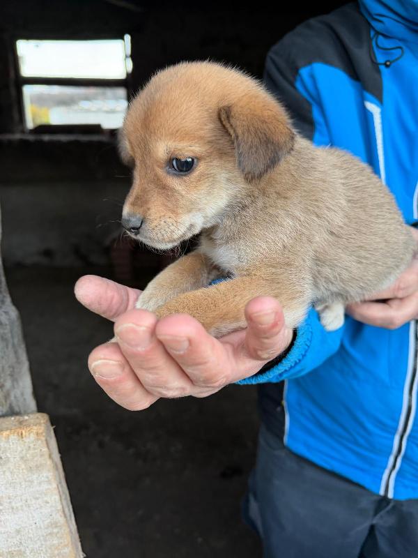 💕🐾 briciola 🐾💕 dolcissima cucciola taglia medio piccola in adozione  Foto 3