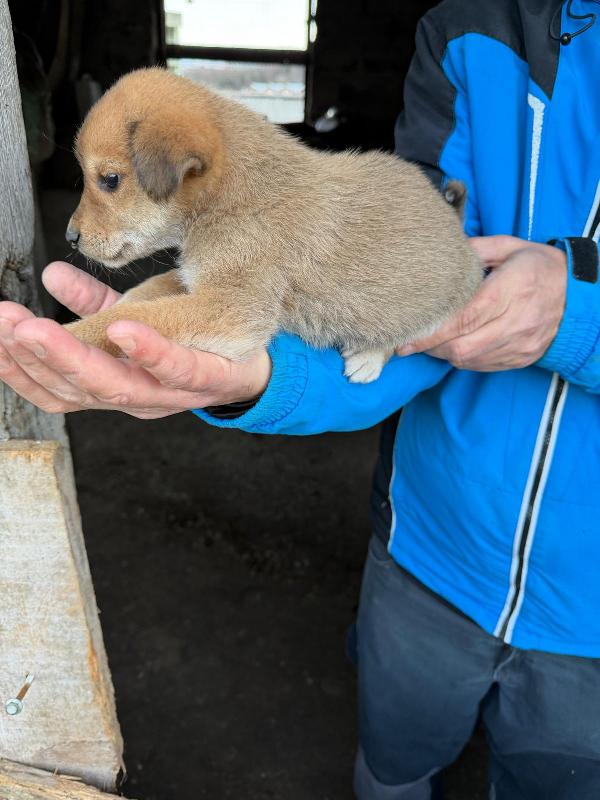 💖🐾 briciola 🐾💖 splendida dolce cucciola taglia piccola in adozione  Foto 2