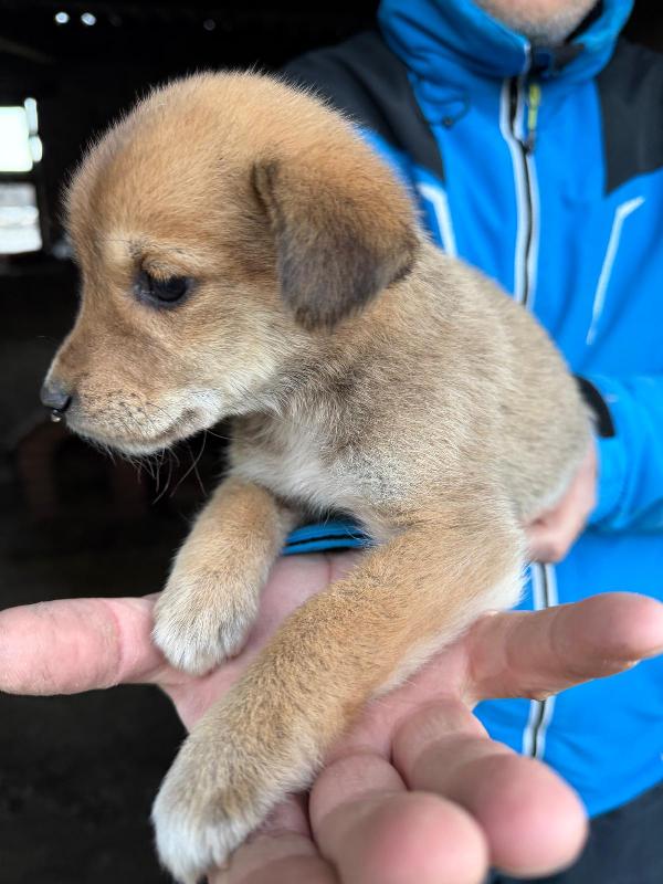 💖🐾 briciola 🐾💖 splendida dolce cucciola taglia piccola in adozione  Foto 4