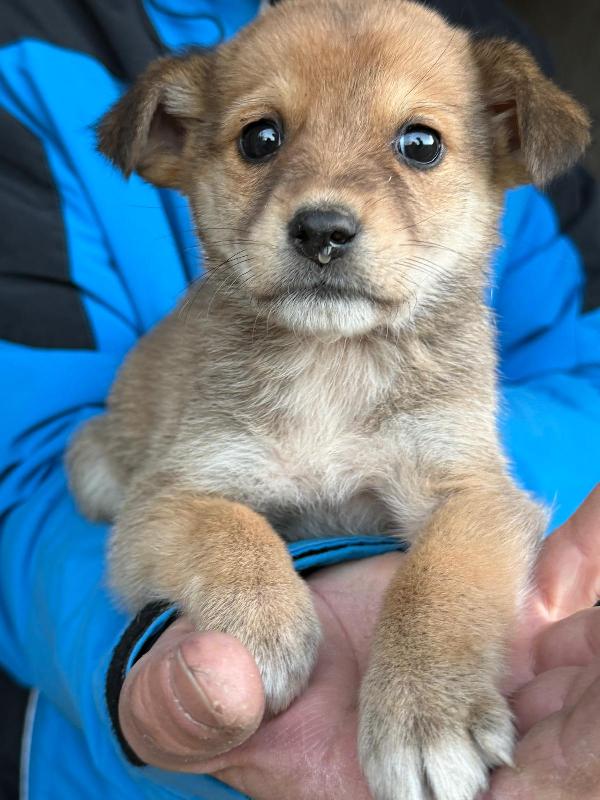 💖🐾 briciola 🐾💖 splendida dolce cucciola taglia piccola in adozione  Foto 8