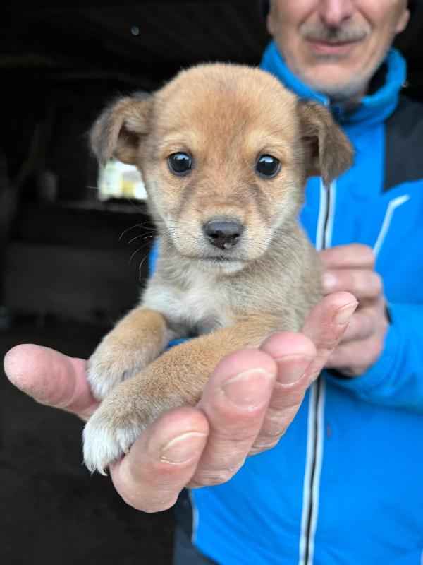 🌸🐾 briciola 🐾🌸 meravigliosa dolce cucciola taglia piccola in adozione  Foto 6