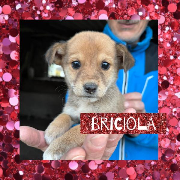 🌺🐾 Briciola 🐾🌺 Cucciola Taglia Piccola Dolcissima In Adozione 