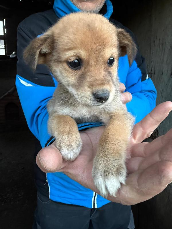 🌺🐾 briciola 🐾🌺 cucciola taglia piccola dolcissima in adozione  Foto 5