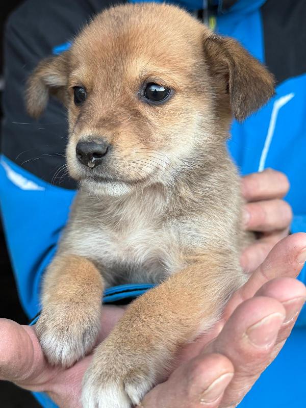 🌺🐾 briciola 🐾🌺 cucciola taglia piccola dolcissima in adozione  Foto 7