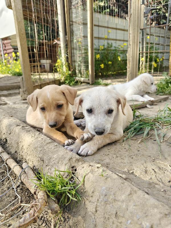 Cuccioli In Adozione 2 Mesi