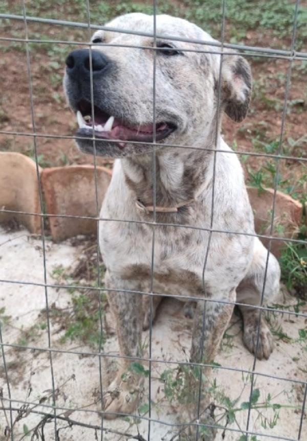 Molossino 2anni dal recinto al canile .COSENZA SOS CASA Foto 4