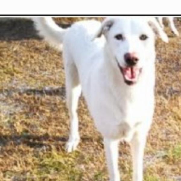 2Mix Maremmane Adulte Crescono Senza Casa.bologna