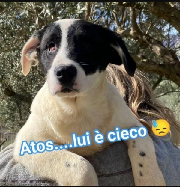 1Anno Ciechi In 1Canile Di 300O  Cani.sud