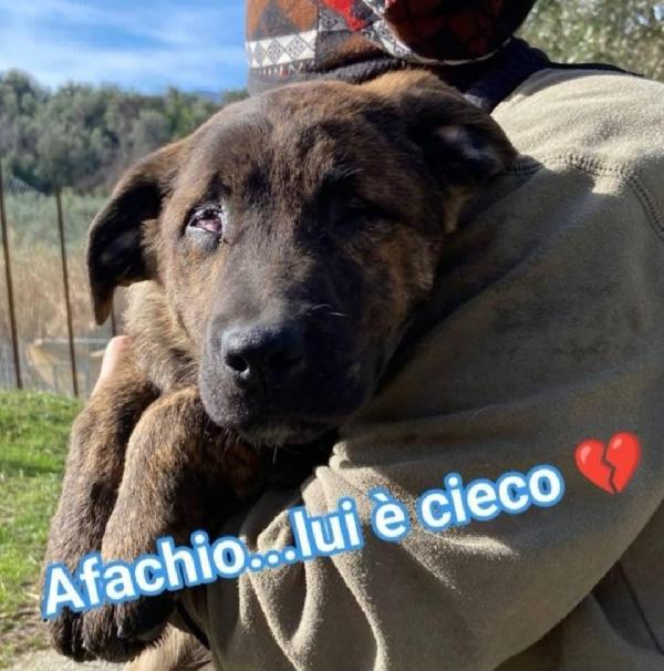 1anno CIECHI IN 1CANILE DI 300O  CANI.SUD Foto 2