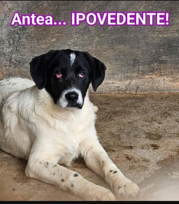 1anno CIECHI IN 1CANILE DI 300O  CANI.SUD Foto 3