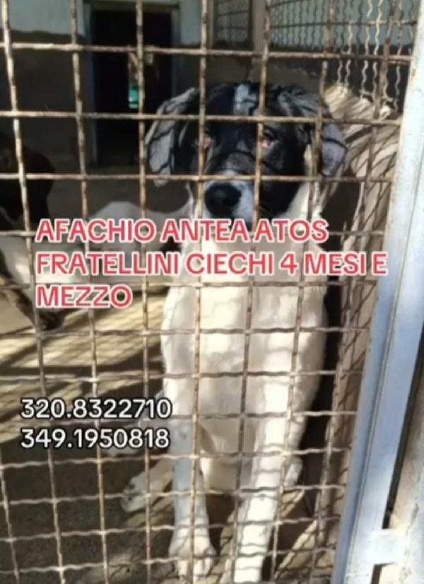 1anno CIECHI IN 1CANILE DI 300O  CANI.SUD Foto 4