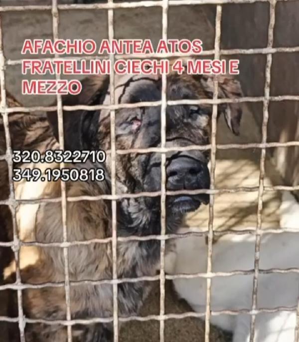 1anno CIECHI IN 1CANILE DI 300O  CANI.SUD Foto 5