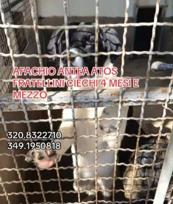 1anno CIECHI IN 1CANILE DI 300O  CANI.SUD Foto 6