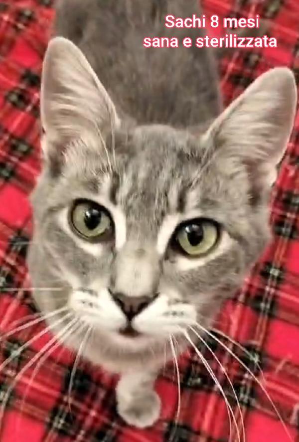 Stupendi Micini In Adozione 