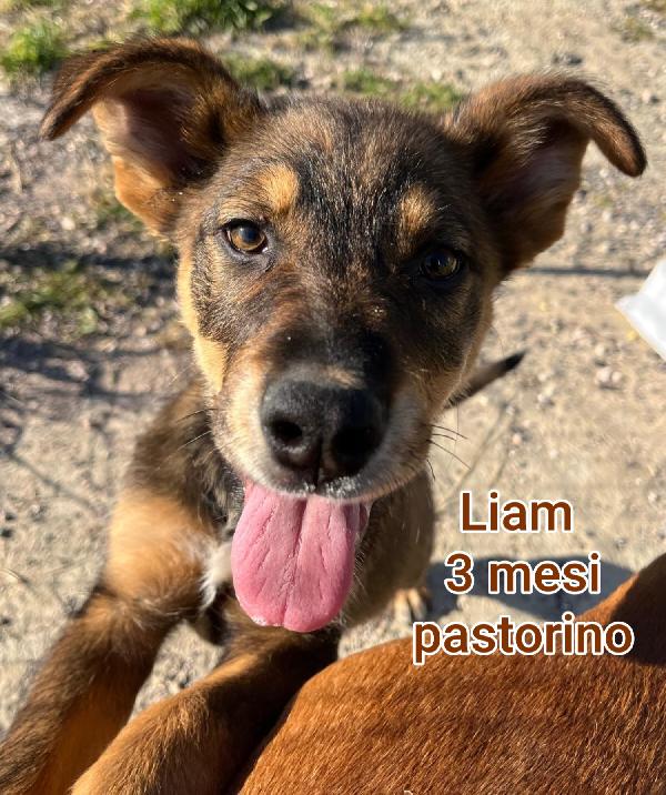 2/3 mesi: cuccioli soli Foto 2