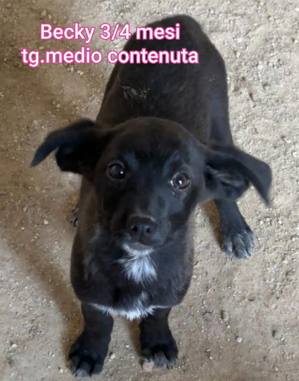 2/3 mesi: cuccioli soli Foto 3