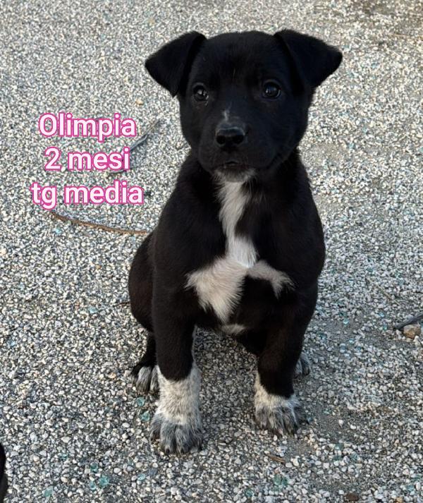 2/3 mesi: cuccioli soli Foto 6