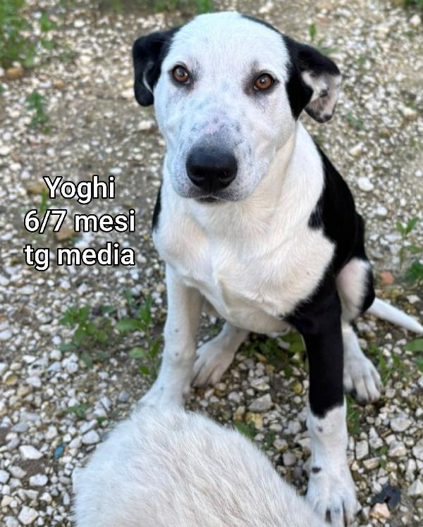 2/3 mesi: cuccioli soli Foto 8