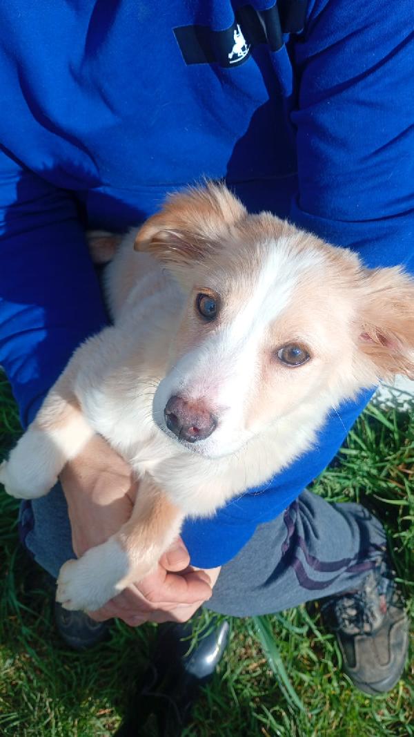 Sofia cucciola Carinissima taglia media contenuta  Foto 2