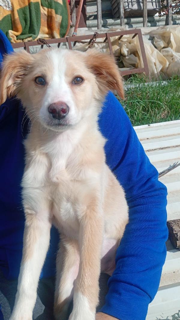 Sofia Cucciola Carinissima Taglia Media Contenuta 