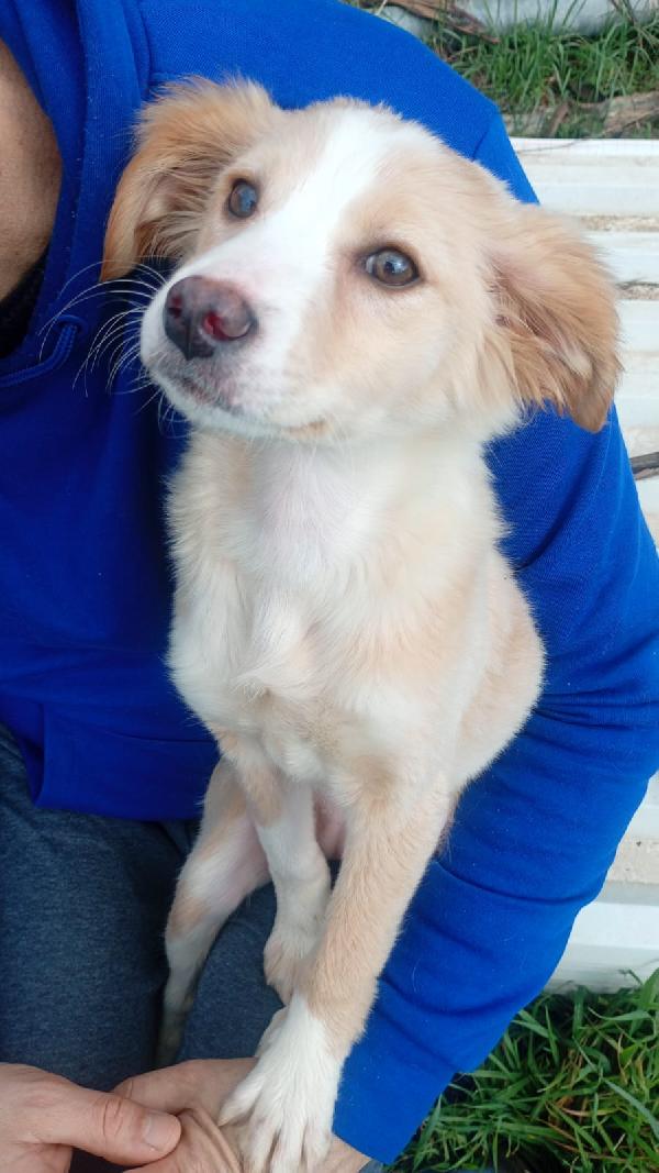 Sofia cucciola Carinissima taglia media contenuta  Foto 3