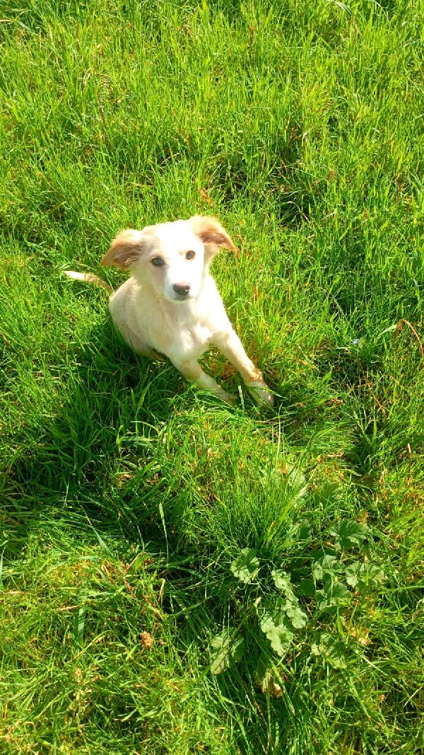 Sofia cucciola Carinissima taglia media contenuta  Foto 4