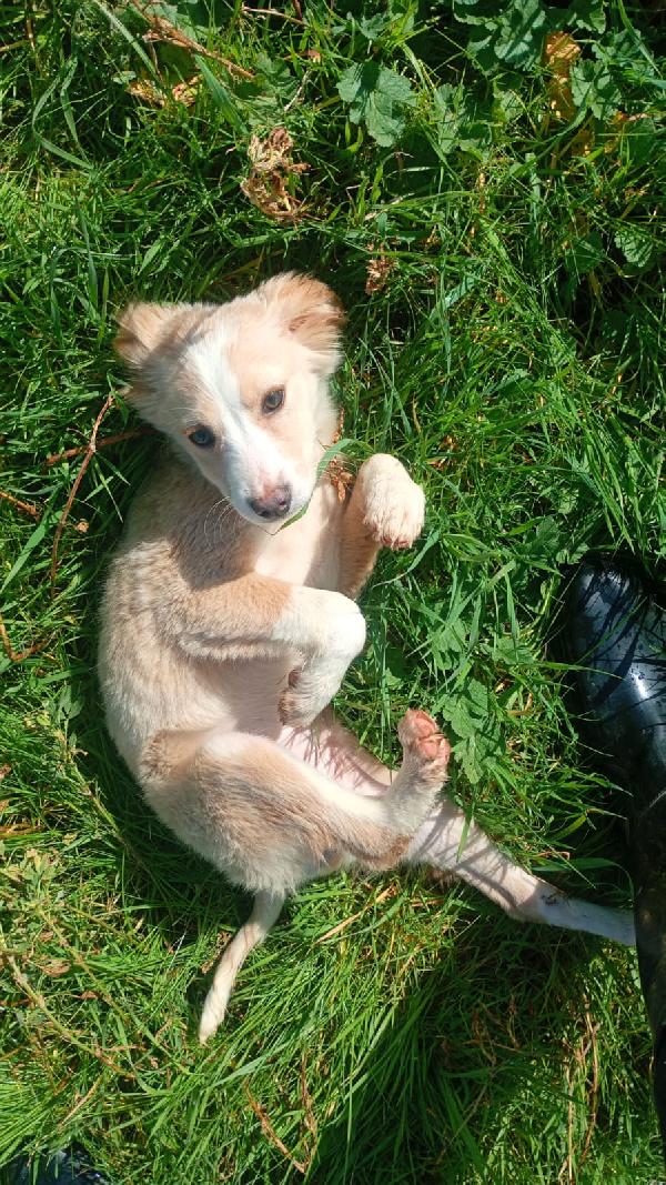 Sofia cucciola Carinissima taglia media contenuta  Foto 5