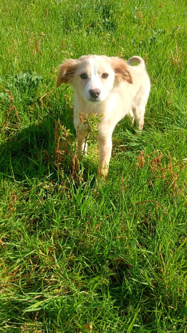 Sofia cucciola Carinissima taglia media contenuta  Foto 7