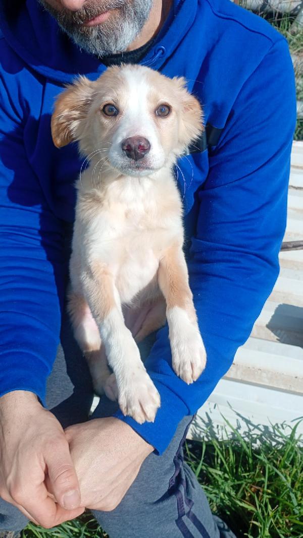 Sofia cucciola Carinissima taglia media contenuta  Foto 6