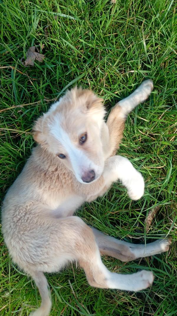 Sofia cucciola Carinissima taglia media contenuta  Foto 8