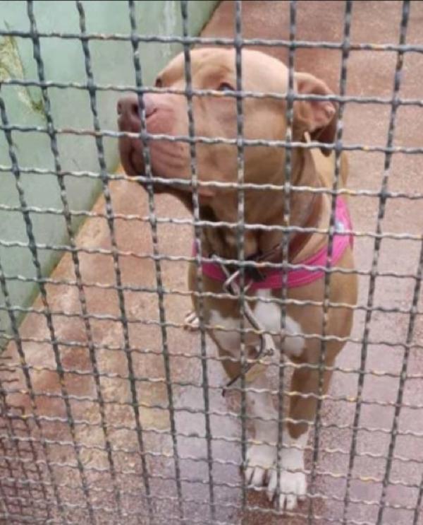 Giulio Pitbull 5Anni Finito Disperato In Canile.napoli