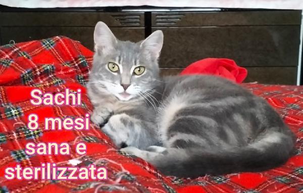 Micini cercano famiglia  Foto 2