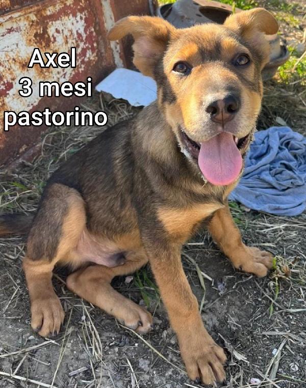 Troppi Cuccioli Senza Casa