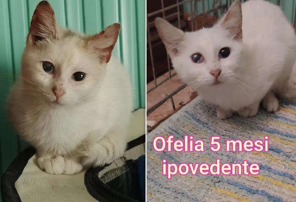 Adozione Micini Senza Casa