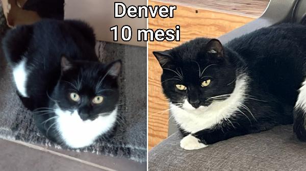 Adozione micini senza casa Foto 4