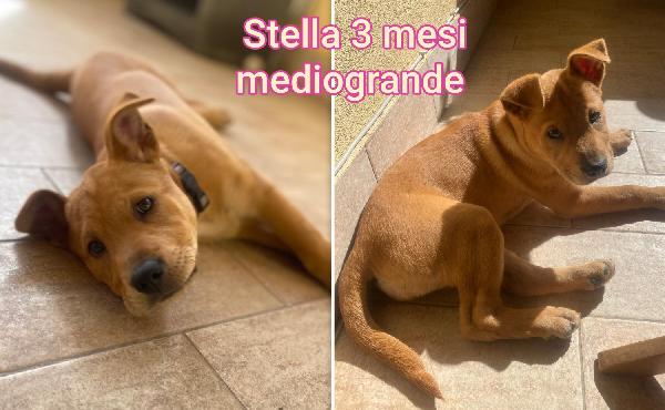 Adozioni cuccioli bisognosi  Foto 3