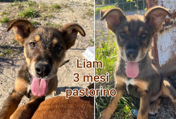 Adozioni cuccioli bisognosi  Foto 4