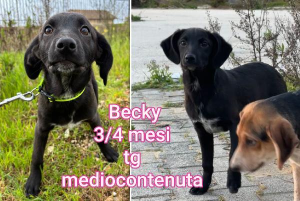 Adozioni cuccioli bisognosi  Foto 7