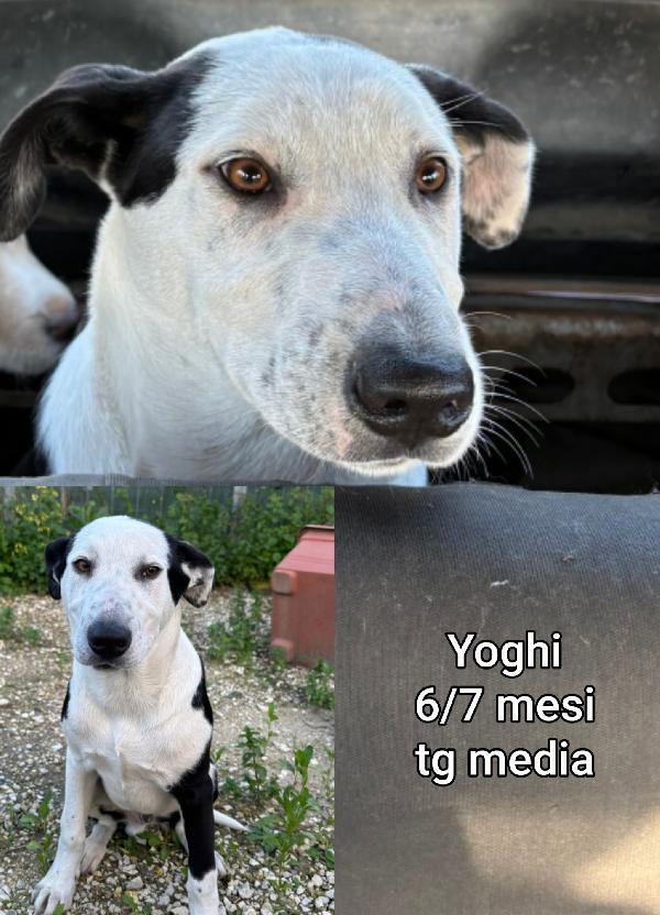 Adozioni cuccioli bisognosi  Foto 8