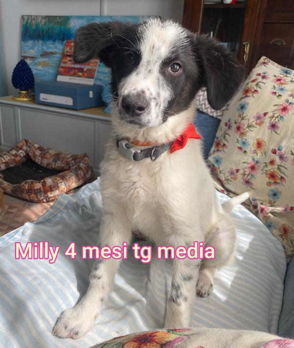 2 Mesi: Teneri Cuccioli 