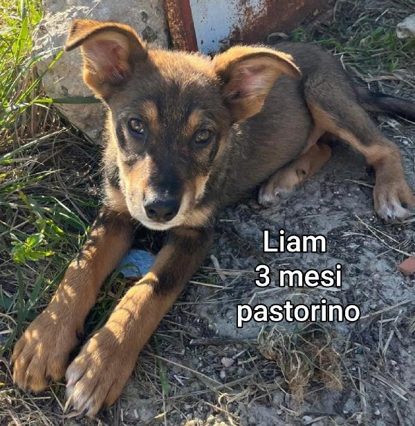 2 mesi: teneri cuccioli  Foto 2