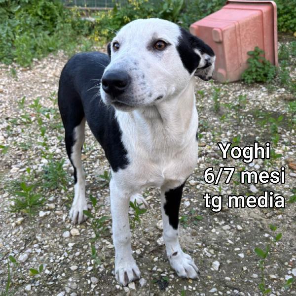 2 mesi: teneri cuccioli  Foto 7