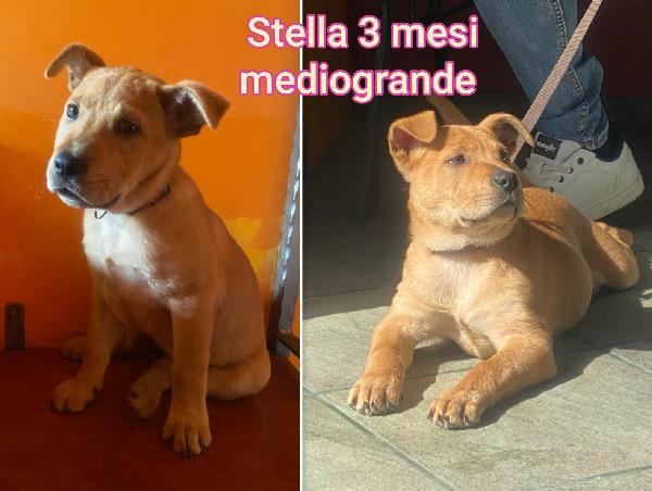 Chiamate X Adottare Un Cucciolo 